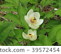 山牡丹 39572454