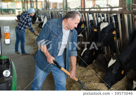 Male farm worker feeding cows 39573046