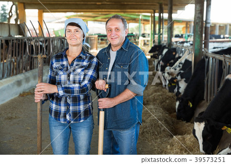 Happy spouses farmers on cow farm 39573251
