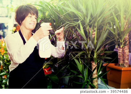 Shop assistant showing yucca trees 39574486