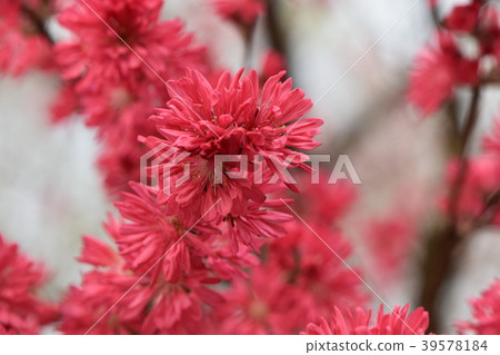 春天的花朵 春天的花朵 39578184