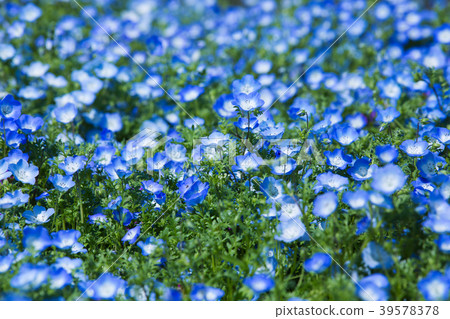 Tsurumi green space park / nemophila field 39578378