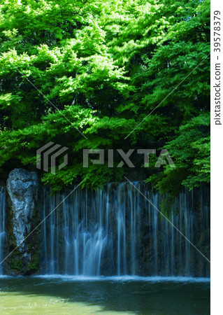 Tsurumi green space park / nemophila field 39578379