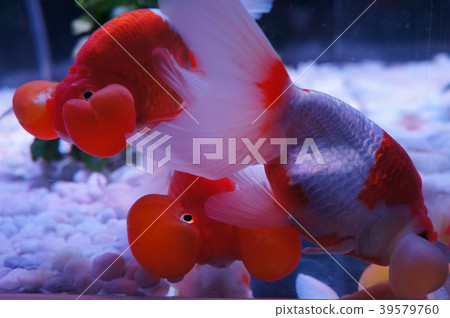 金魚 39579760
