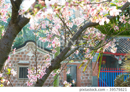 淡水的櫻花與古蹟寺廟 cherry blossoms and temple 台湾淡水の桜と古跡の寺廟 39579821