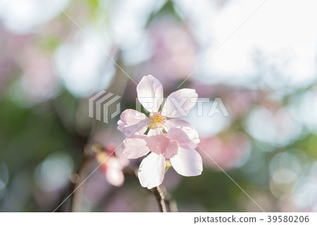 Cherry blossoms in Tamsui Taiwan Fresh cherry blossoms in Taiwan Sakura Yoshino 39580206