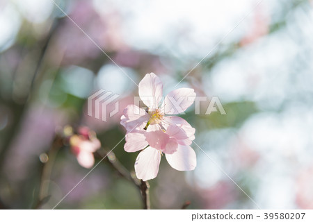Cherry blossoms in Tamsui Taiwan Fresh cherry blossoms in Taiwan Sakura Yoshino 39580207