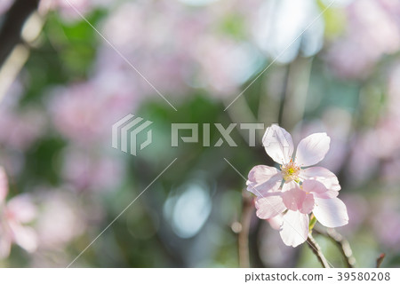 台灣淡水櫻花盛開台灣櫻花吉野櫻花盛開 39580208