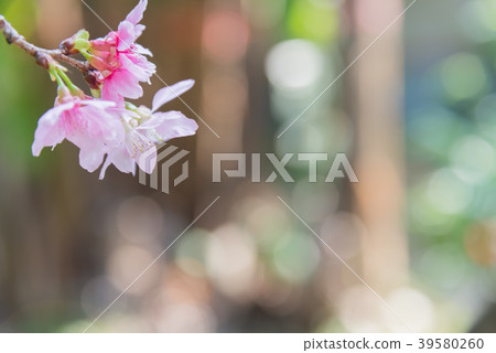 Cherry blossoms in Tamsui Taiwan Fresh cherry blossoms in Taiwan Sakura Yoshino 39580260