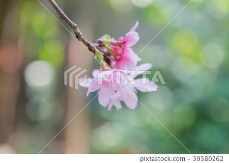 台灣淡水櫻花盛開台灣櫻花吉野櫻花盛開 台灣淡水櫻花盛開台灣櫻花吉野櫻花盛開 39580262