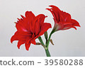 朱頂紅 39580288