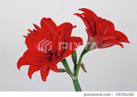 朱頂紅 39580288