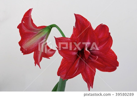 朱頂紅 39580289