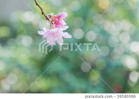 台灣淡水櫻花盛開台灣櫻花吉野櫻花盛開 台灣淡水櫻花盛開台灣櫻花吉野櫻花盛開 39580306