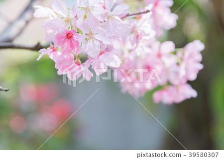 Cherry blossoms in Tamsui Taiwan Fresh cherry blossoms in Taiwan Sakura Yoshino 39580307