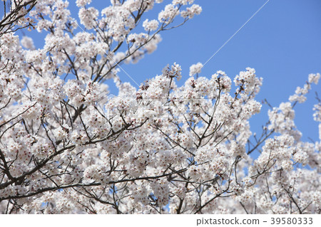 Cherry blossoms, row of cherry trees (Miyagawa Tsutsumi) 39580333