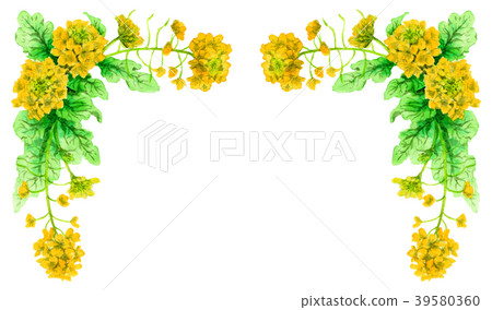油菜籽裝飾框架繪與水彩 39580360