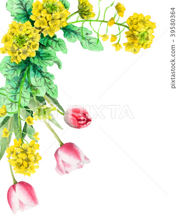 油菜籽花和郁金香裝飾框架繪與水彩 39580364