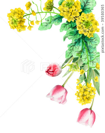 油菜籽花和郁金香裝飾框架繪與水彩 39580365