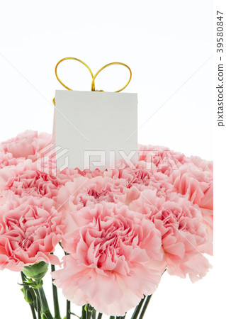  Mother's Day, Yasuno Kaoru, Lover's Day, Mother's Day, Carnation, Valentine's Day, Mother's day 39580847