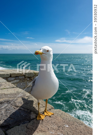 Seagull on the Cliff - Liguria Italy Seagull on the Cliff - Liguria Italy 39580932
