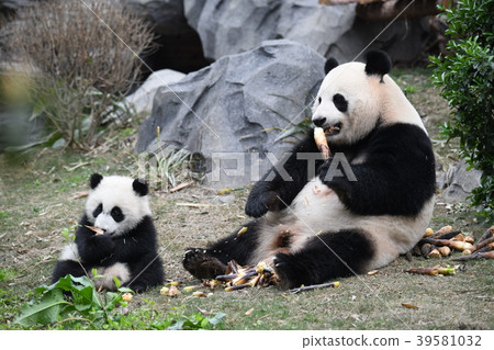 Panda parent and child Panda parent and child 39581032