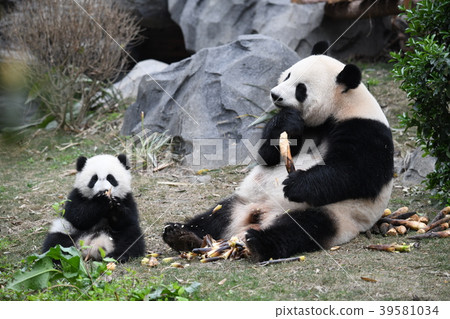 Panda parent and child Panda parent and child 39581034
