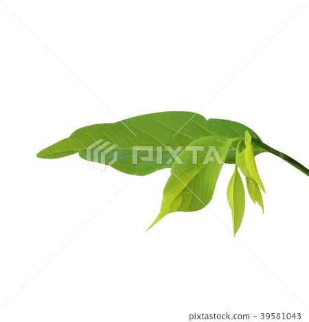Custard Apple leaf isolated on white background 39581043