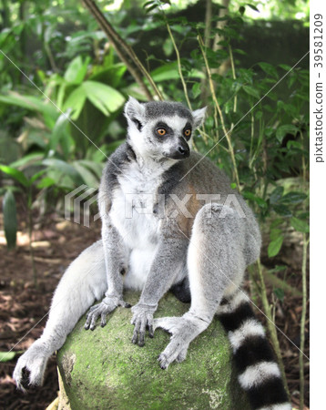 Ringtailed lemur sits on a stone in the rainforest 39581209