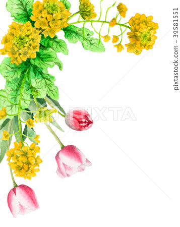 Decorative frame of rapeseed flowers and tulips painted with watercolor 39581551