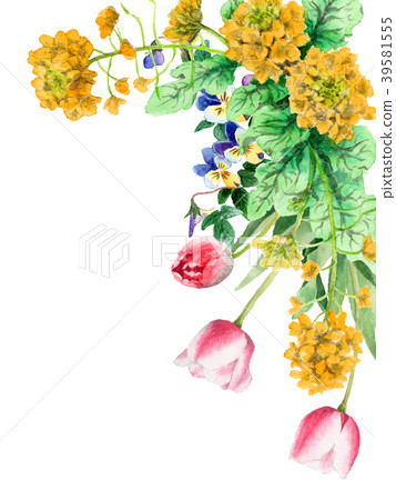 油菜籽花和郁金香裝飾框架繪與水彩 油菜籽花和郁金香裝飾框架繪與水彩 39581555