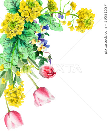油菜籽花和郁金香裝飾框架繪與水彩 39581557