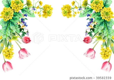 油菜籽花和郁金香裝飾框架繪與水彩 油菜籽花和郁金香裝飾框架繪與水彩 39581559