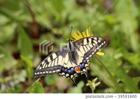 Namiageha nectares to dandelion 39581600