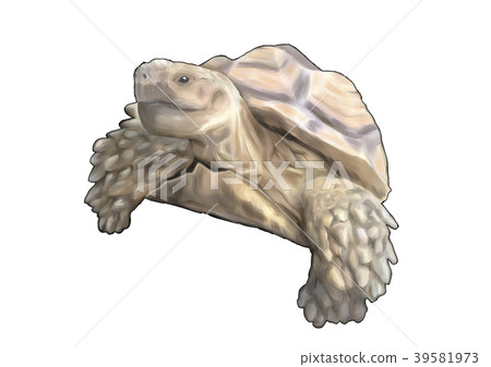 非洲鞭龜 39581973