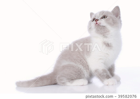 Cute british shorthair kitten on white background 39582076