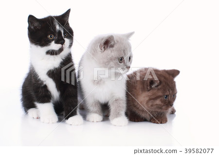 Three different british short hair kitten isolated 39582077