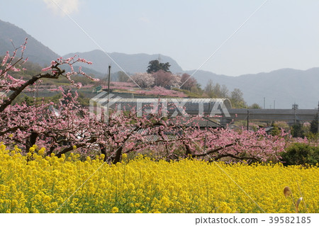 Peach and rape field Peach and rape field 39582185