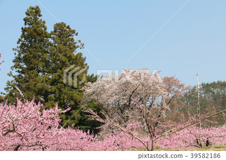 Momo Sakura Festival 39582186