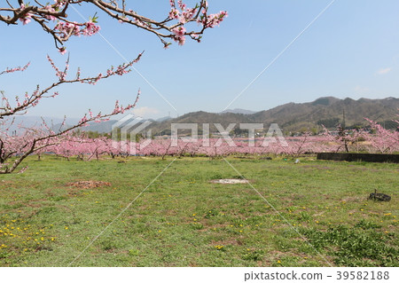 Momobatake spring scenery 39582188