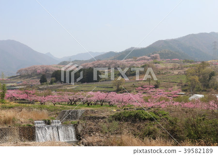 Spring scenery of Momobata Spring scenery of Momobata 39582189