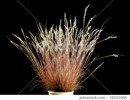 Wild dry grass 39583066