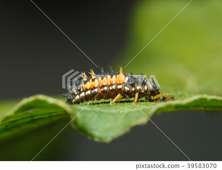 Ladybird larva Ladybird larva 39583070
