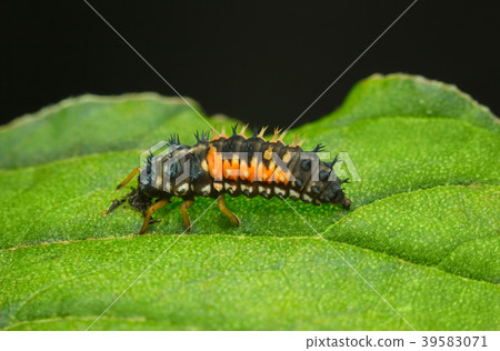 Scary spiny ladybird larva Scary spiny ladybird larva 39583071