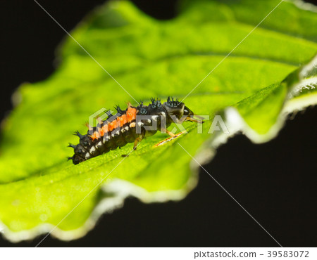 Macro of ladybird larva Macro of ladybird larva 39583072