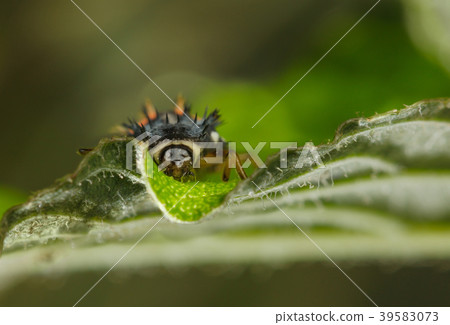 Ladybird larva portrait Ladybird larva portrait 39583073