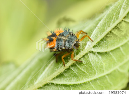 Hunting ladybird larva Hunting ladybird larva 39583074