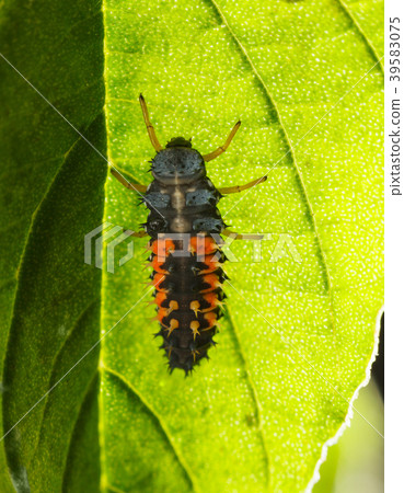 Ladybird larva under leaf Ladybird larva under leaf 39583075