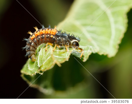 Awful hunter - ladybird larva Awful hunter - ladybird larva 39583076