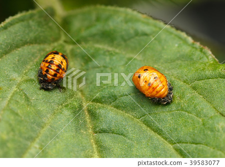 Pupal stage of ladybird Pupal stage of ladybird 39583077